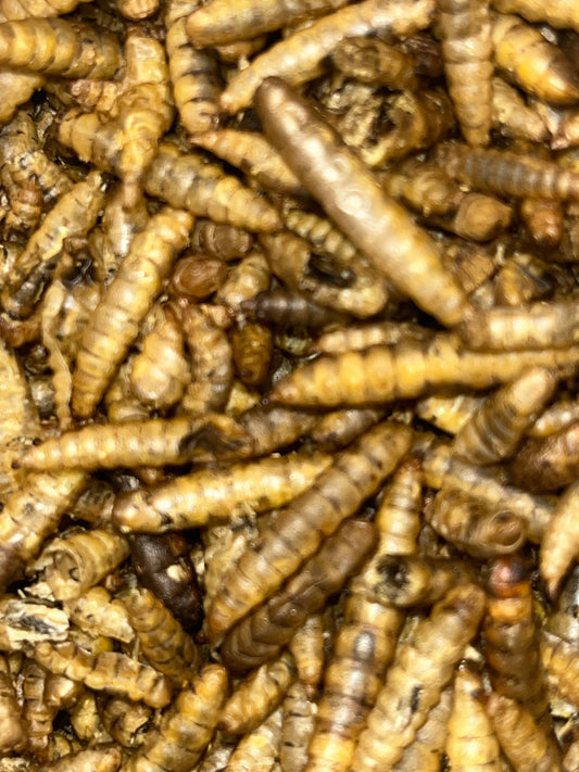 Dried Calci Worms for sale UK