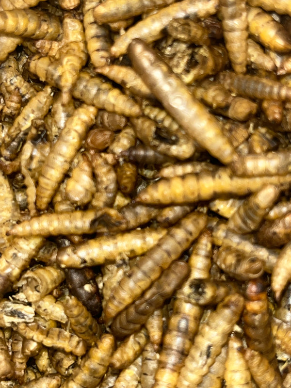 Dried Calci Worms for sale UK