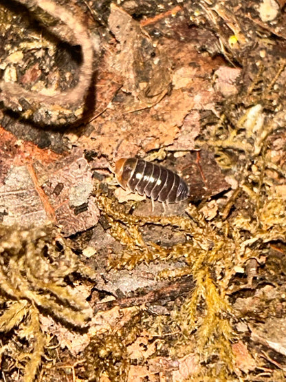 Armadilldium flavoscatum "Red Head" Isopods