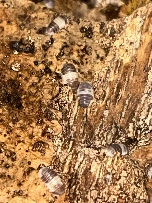 Cubaris Sp. "Panda King"