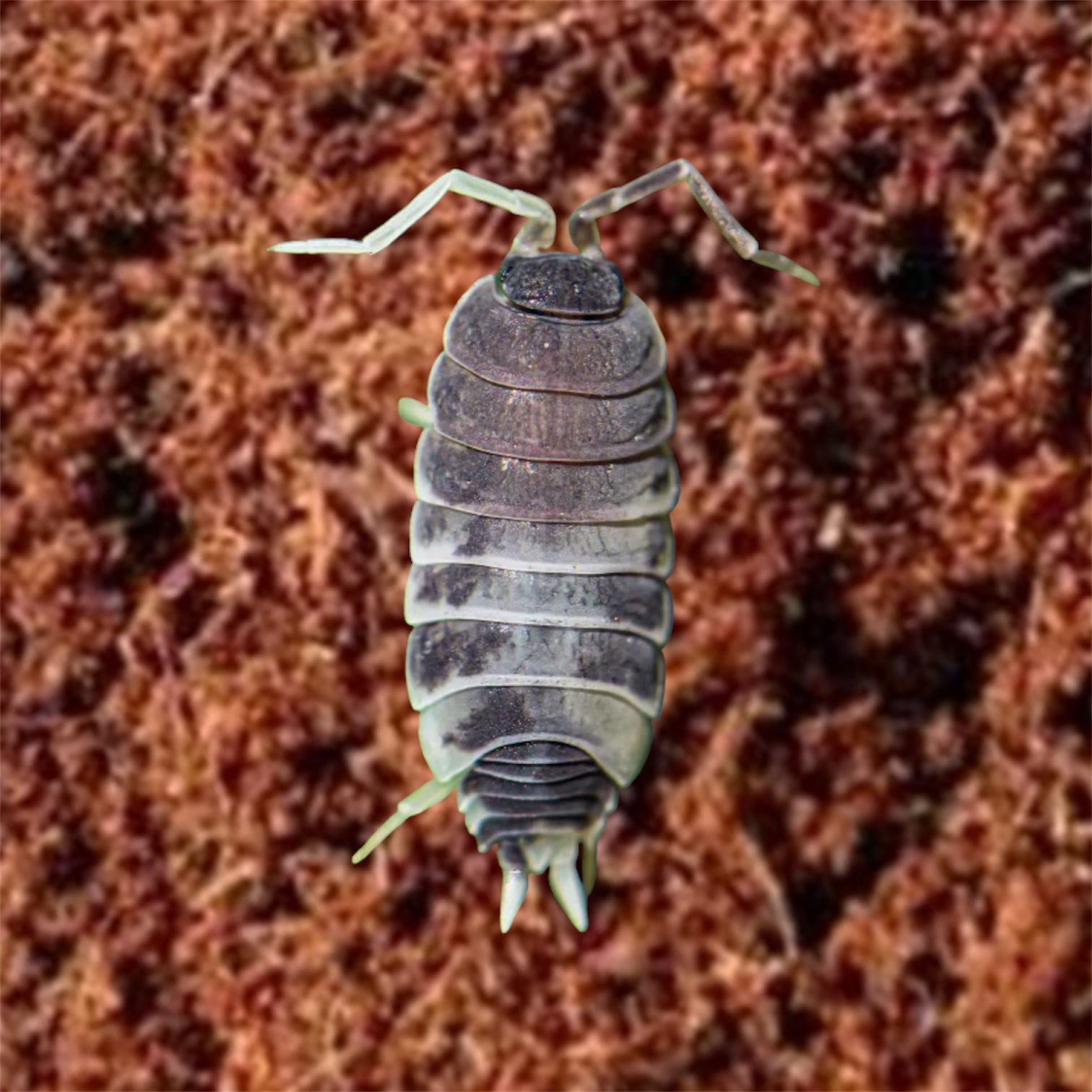 Oreo Crumble Isopods (Porcellionides pruinosus) for Sale UK – High-Contrast Black & White Live Isopods | Fast-Breeding Bioactive Clean-Up Crew for Terrariums & Vivariums