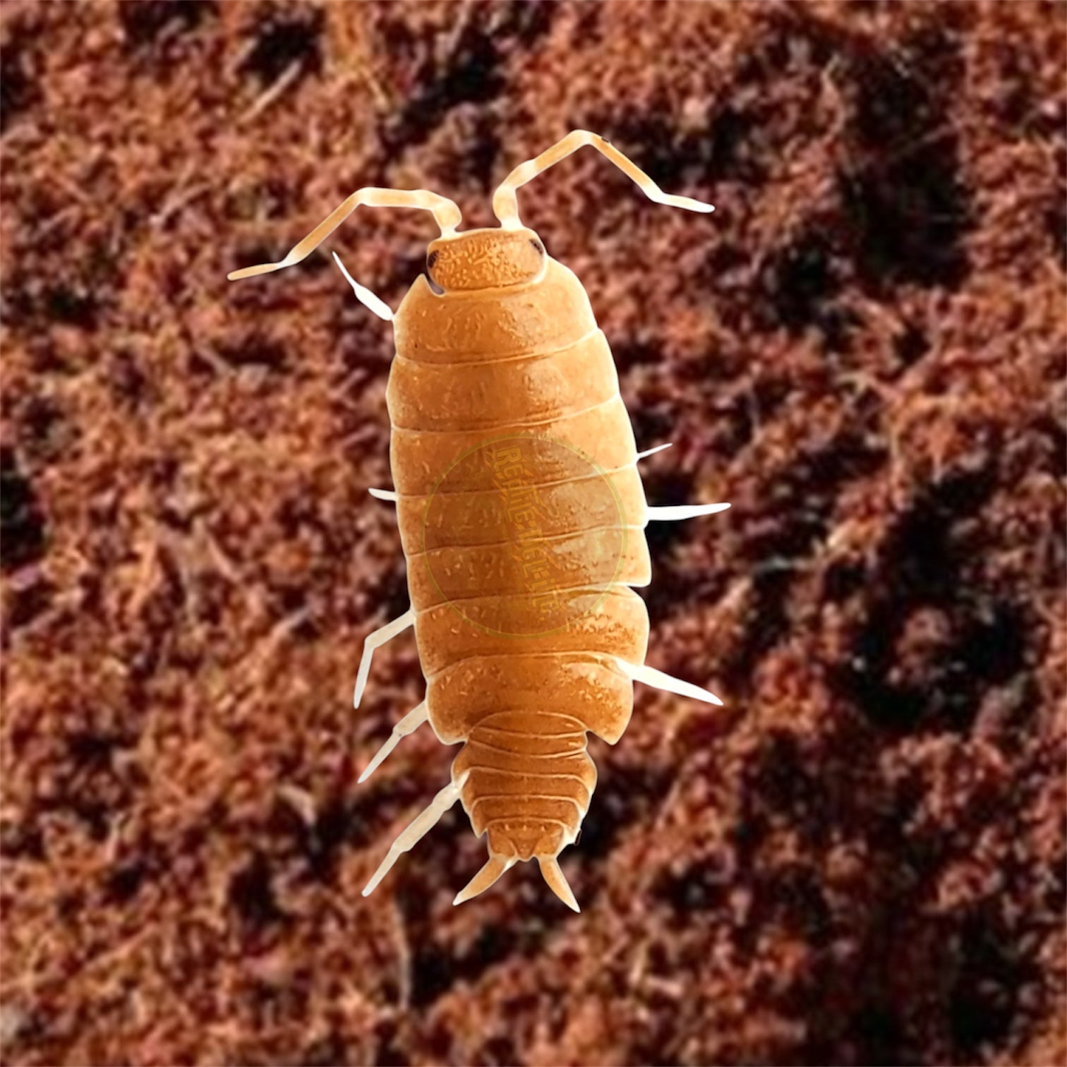 Powder Orange Isopods (Porcellionides pruinosus) for Sale UK – Fast-Breeding Vibrant Live Isopods | Bioactive Clean-Up Crew for Terrariums, Vivariums & Enclosures