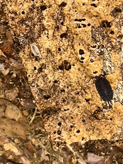 Porcellio scaber "Morph Mix"