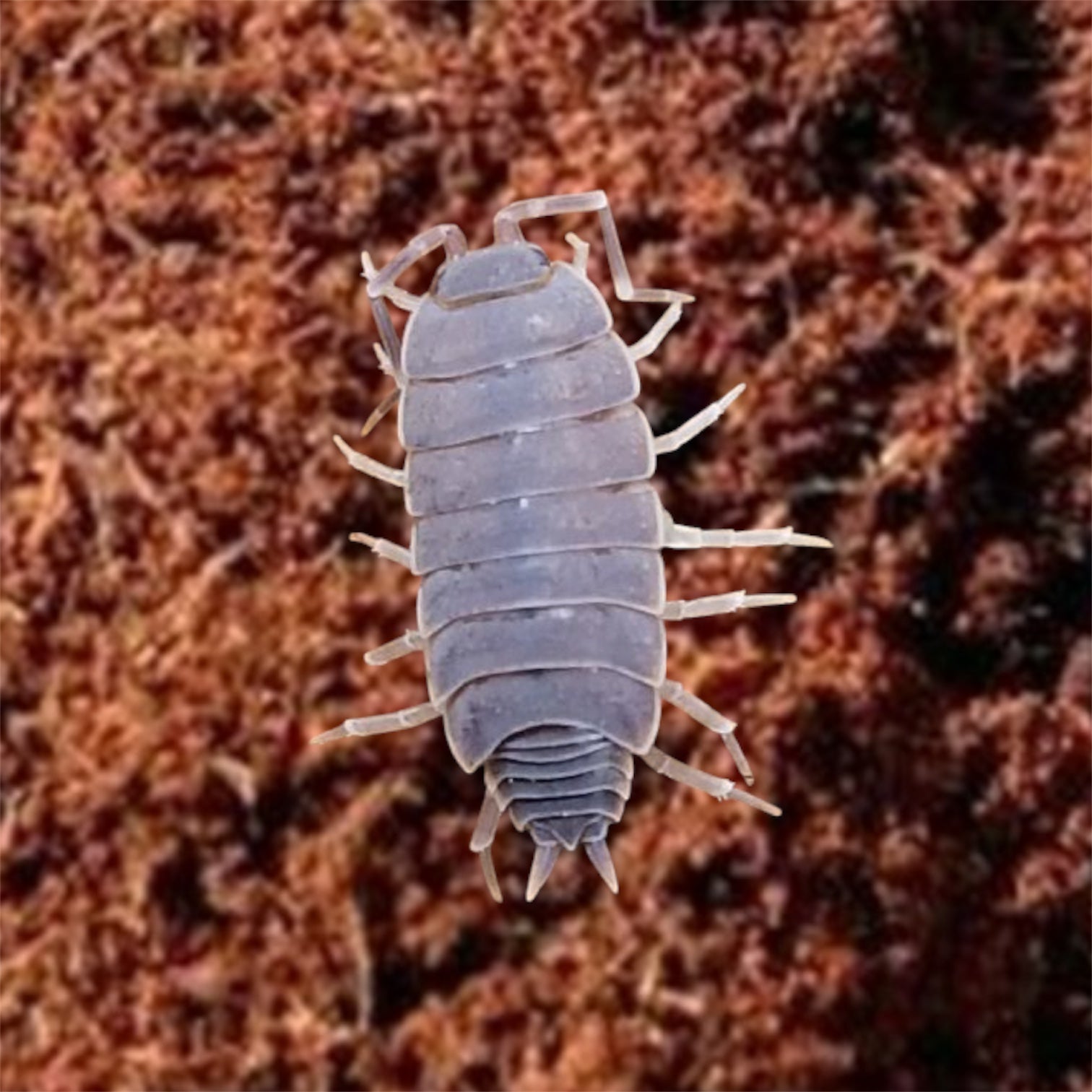 Picture of powder blue isopod