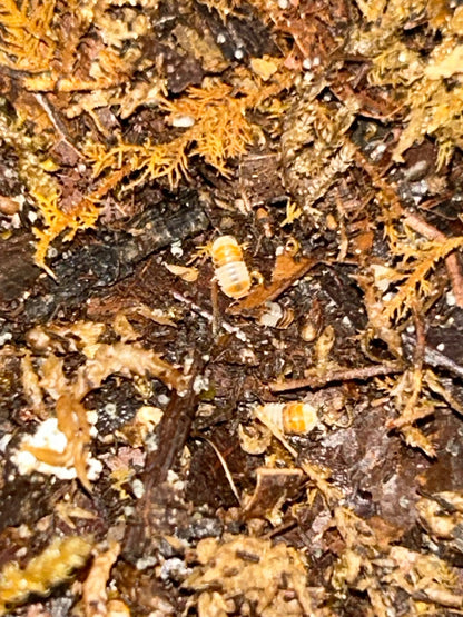 Cubaris sp. "White Shark"