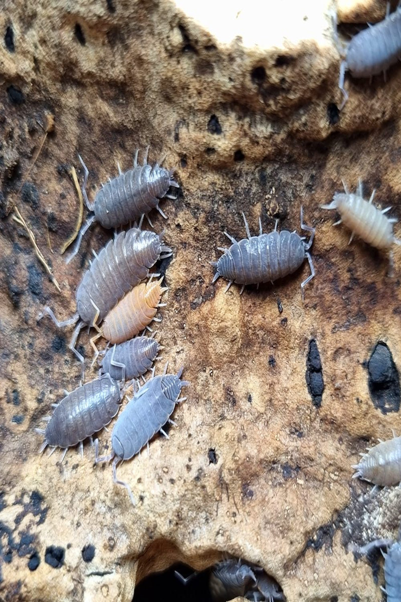 POWDER BLUE ISOPODS (PORCELLIONIDES PRUINOSUS)