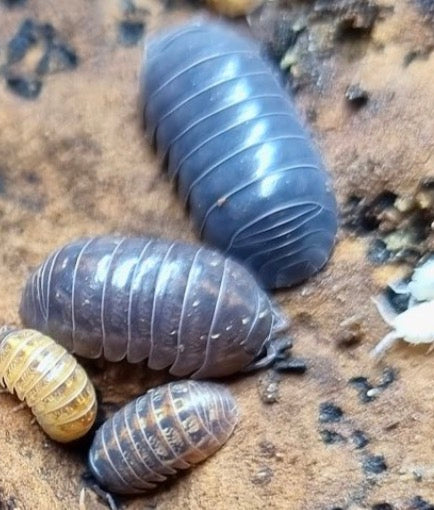 GERMANY ARMADILLDIUM VULGARE