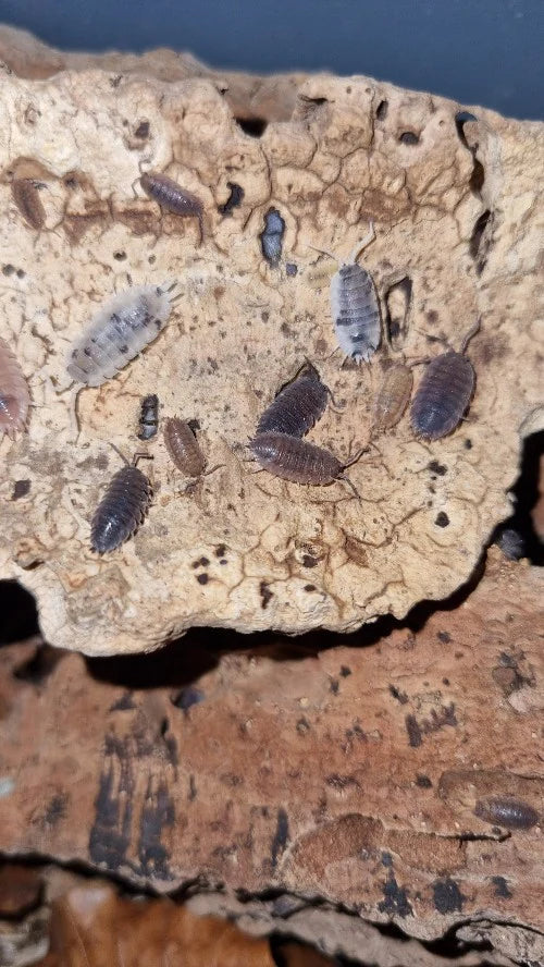 PORCELLIO SCABER MIXED MORPH