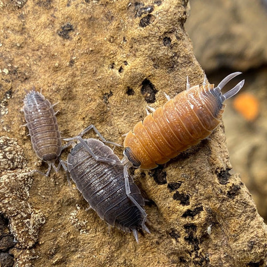 Porcellio Silvestri Isopods for sale UK