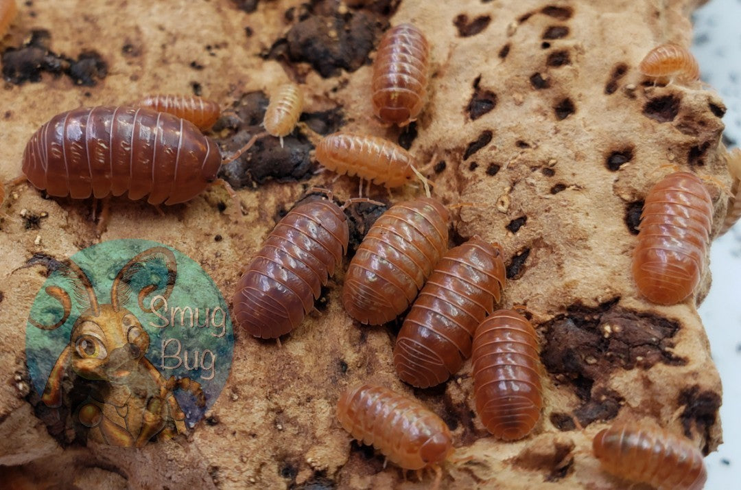 ORANGE VIGOR ARMADILLDIUM VULGARE