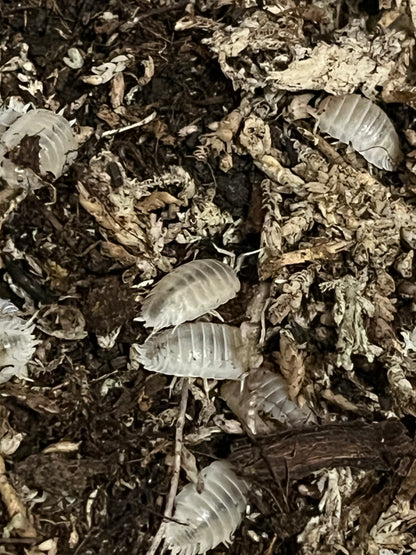 Snow White Isopods (Porcellio Laevis) for sale UK