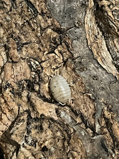 Snow White Isopods (Porcellio Laevis) for sale UK