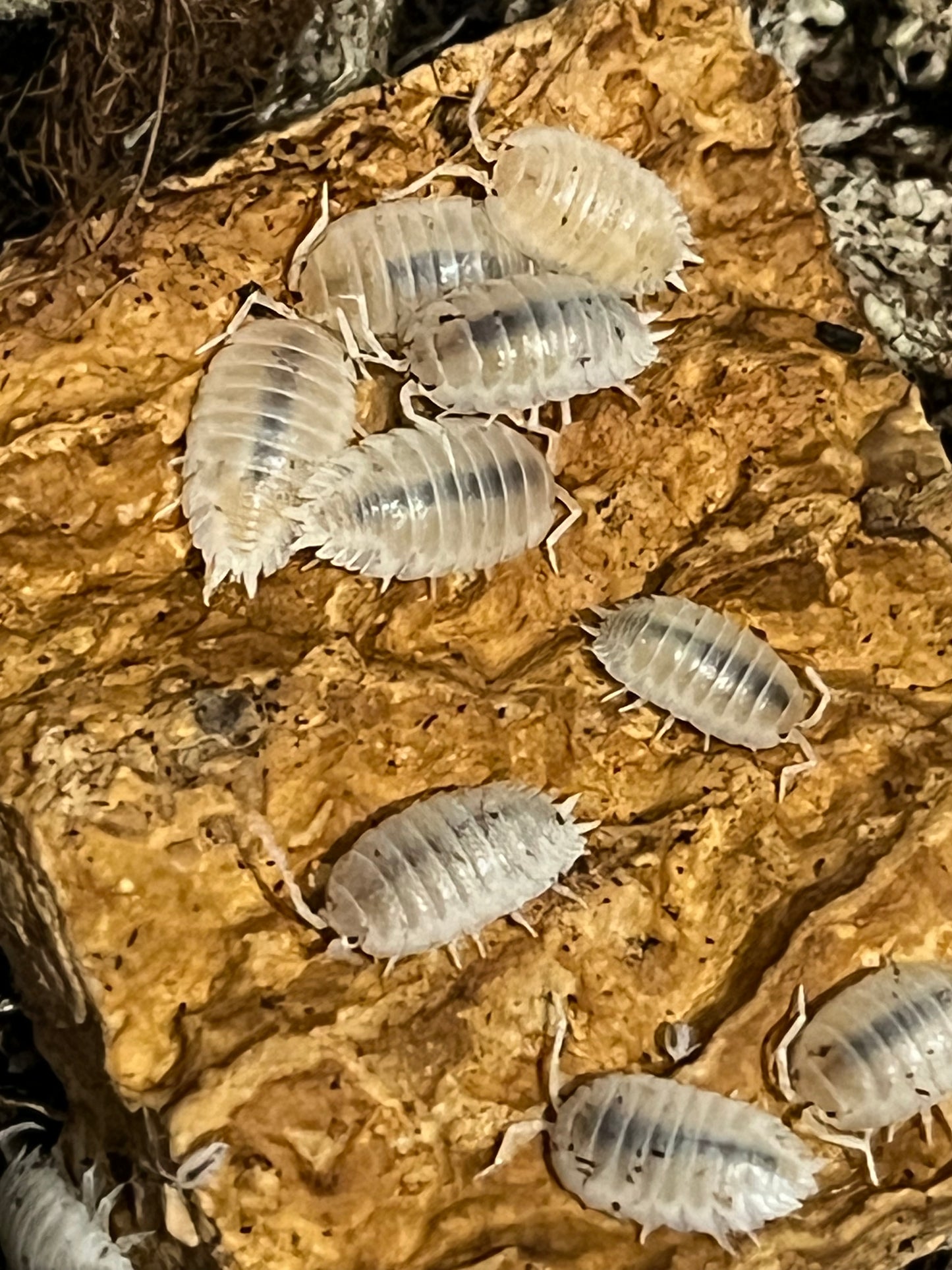 Snow White Isopods (Porcellio Laevis) - UK Captive Bred