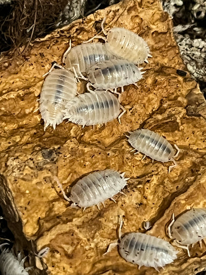 Snow White Isopods (Porcellio Laevis) for sale UK