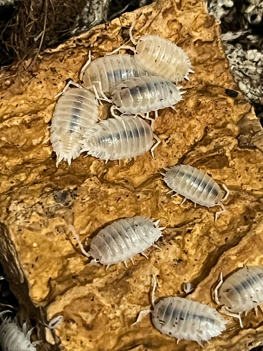 Snow White Isopods (Porcellio Laevis) for sale UK