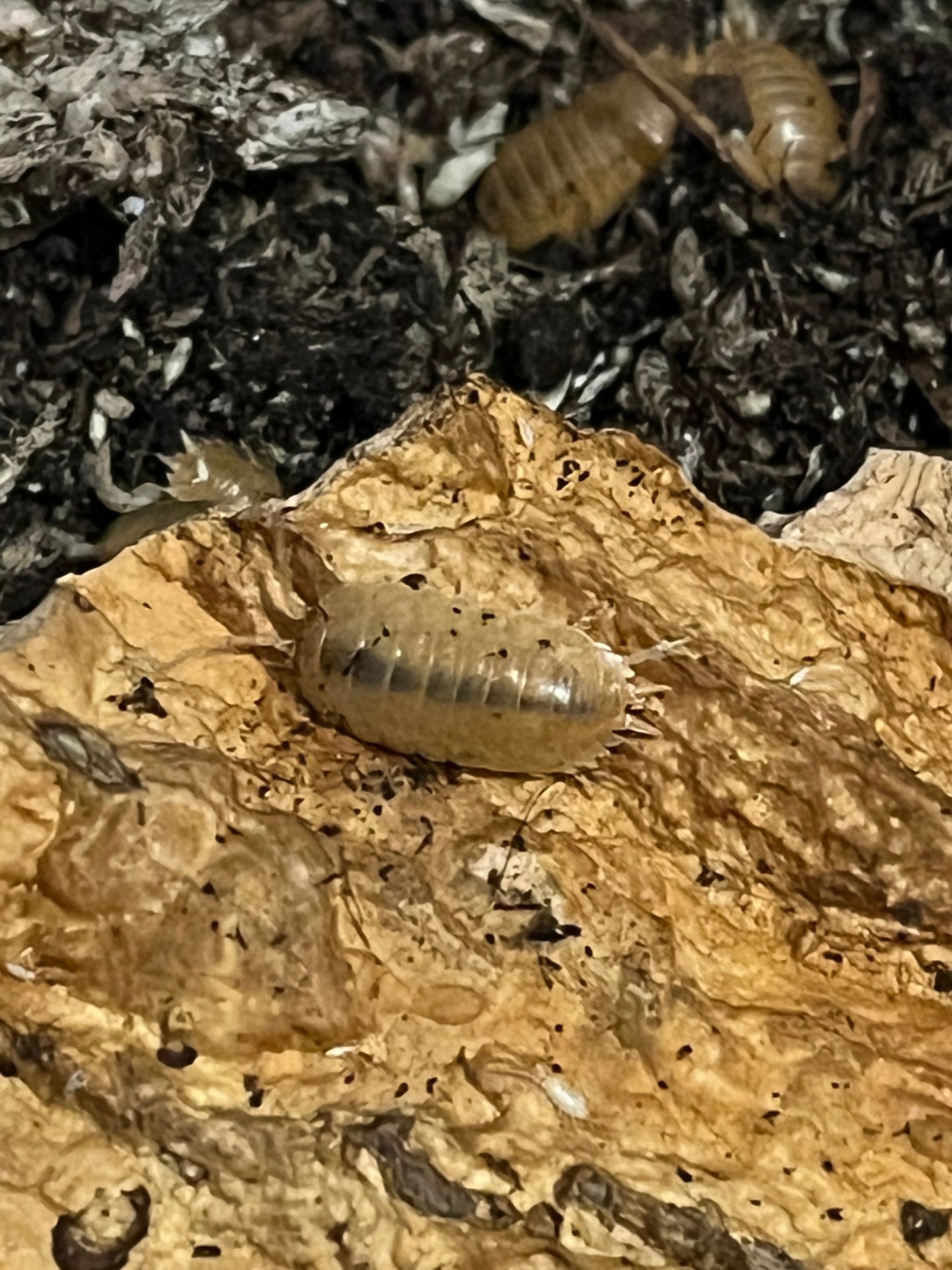 Giant Orange Isopods (Porcellio Laevis) - UK Captive Bred