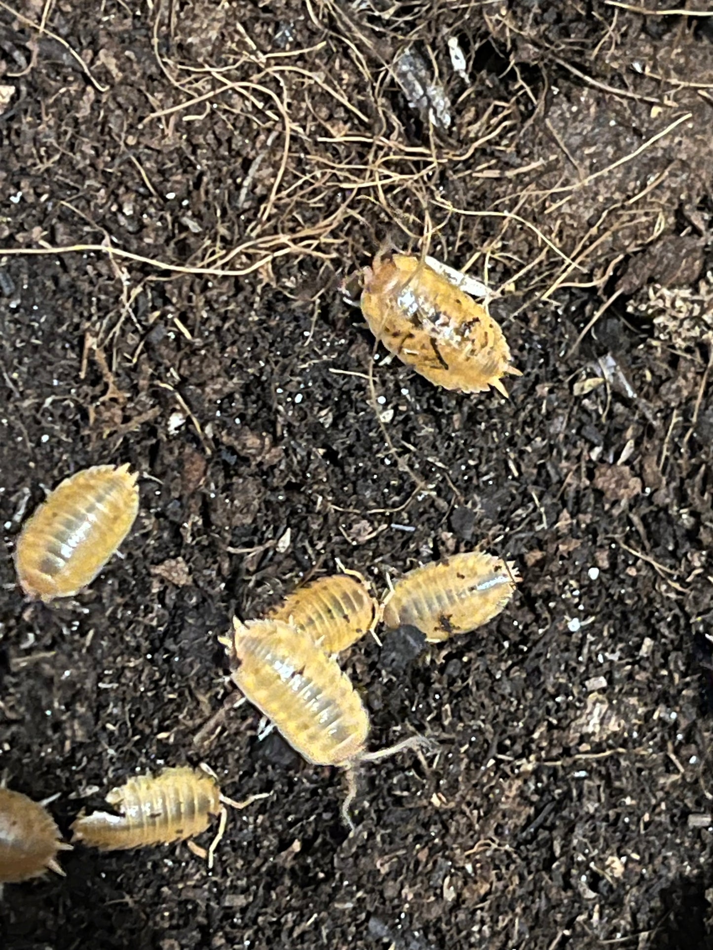 Giant Orange Isopods (Porcellio Laevis) - UK Captive Bred