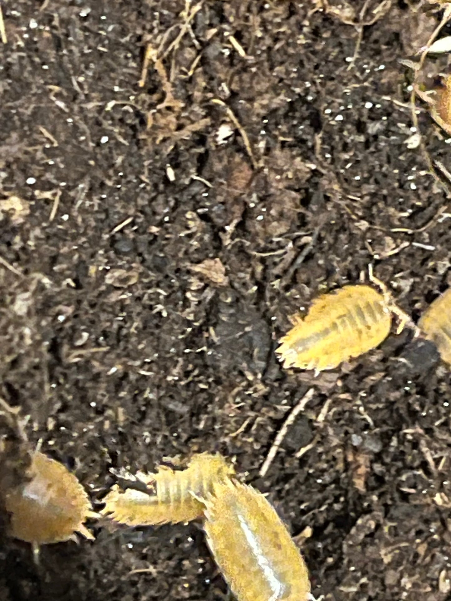 Giant Orange Isopods (Porcellio Laevis) - UK Captive Bred