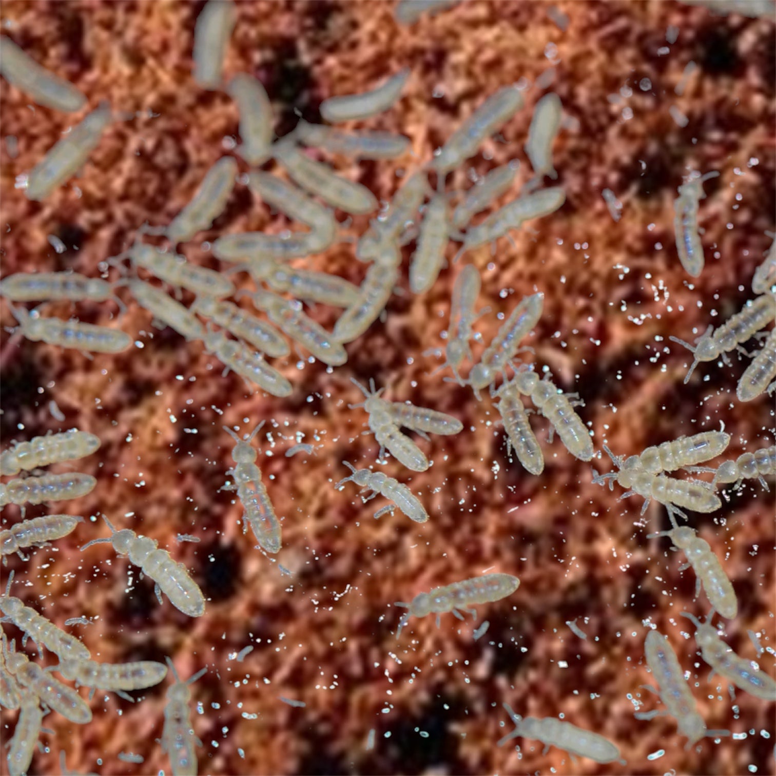 Picture of tropical springtails