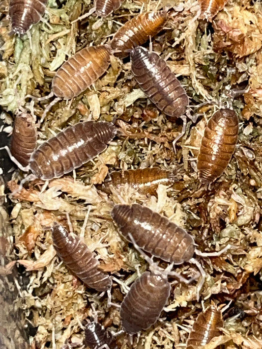 Tropical Grey Isopods (Porcellionides Pruinosus) for sale UK