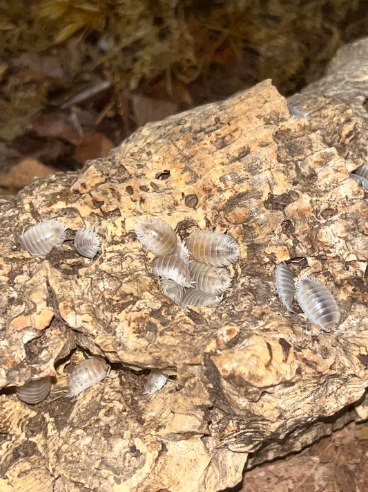 Snow White Isopods (Porcellio Laevis) for sale UK