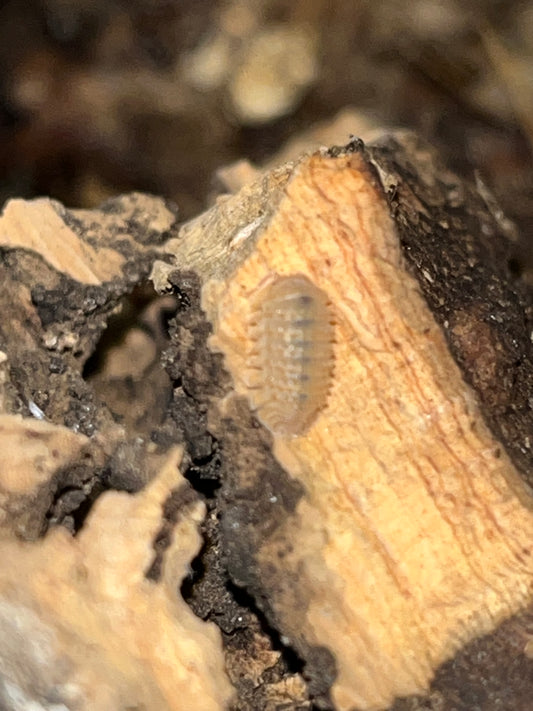 Crystal Pineapple Isopods (Crystarmadillidium muricatum)