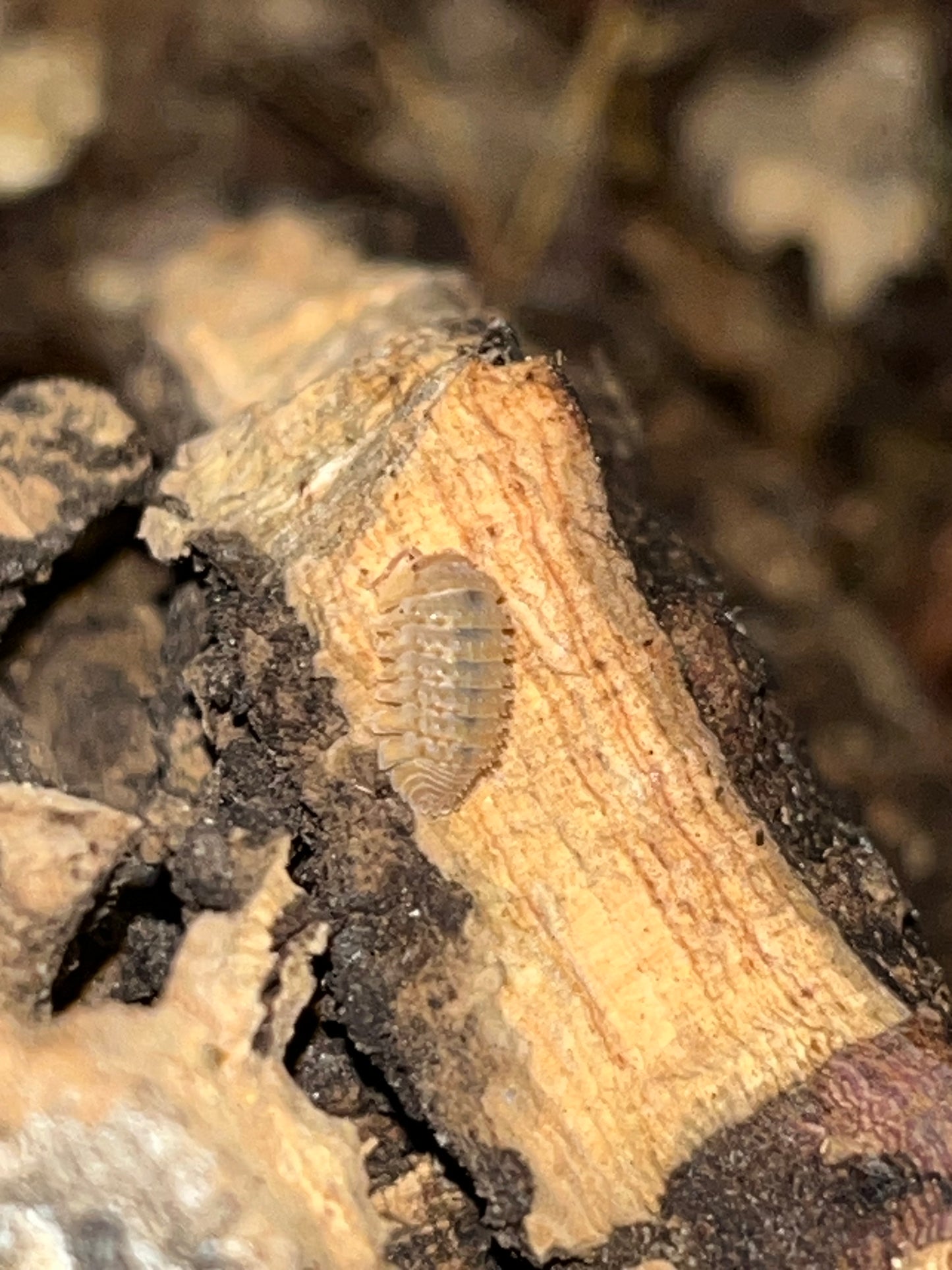 Crystal Pineapple Isopods (Crystarmadillidium muricatum)