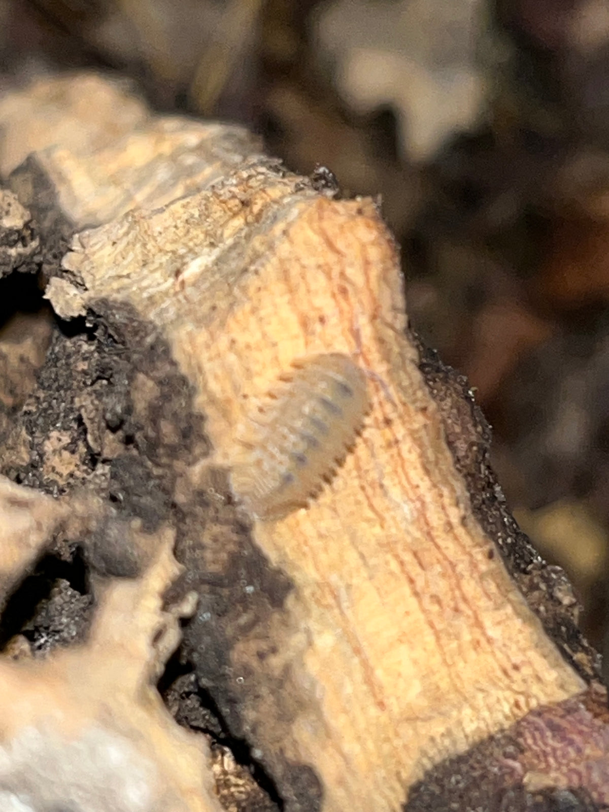 Crystal Pineapple Isopods (Crystarmadillidium muricatum)