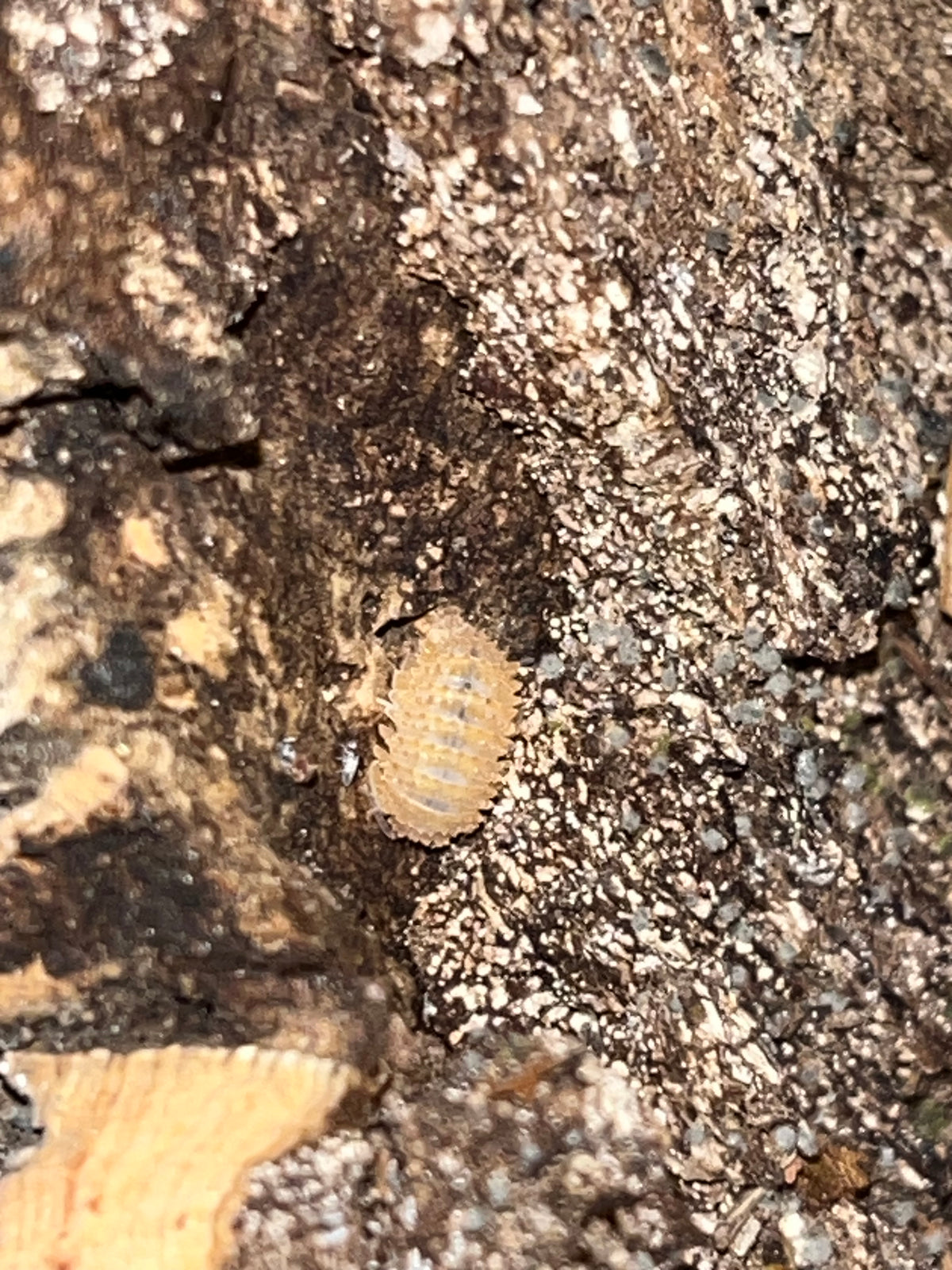 Crystal Pineapple Isopods (Crystarmadillidium muricatum)