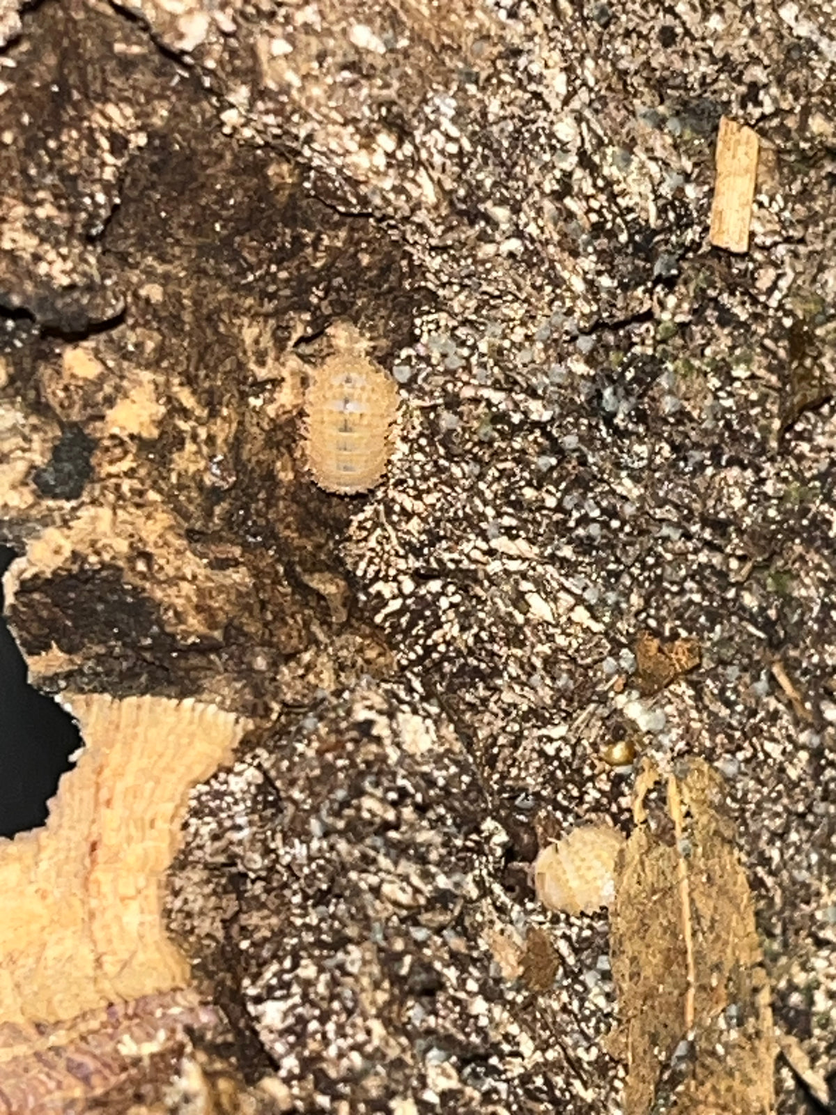 Crystal Pineapple Isopods (Crystarmadillidium muricatum)