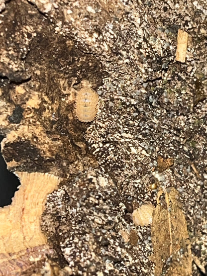Crystal Pineapple Isopods (Crystarmadillidium muricatum)
