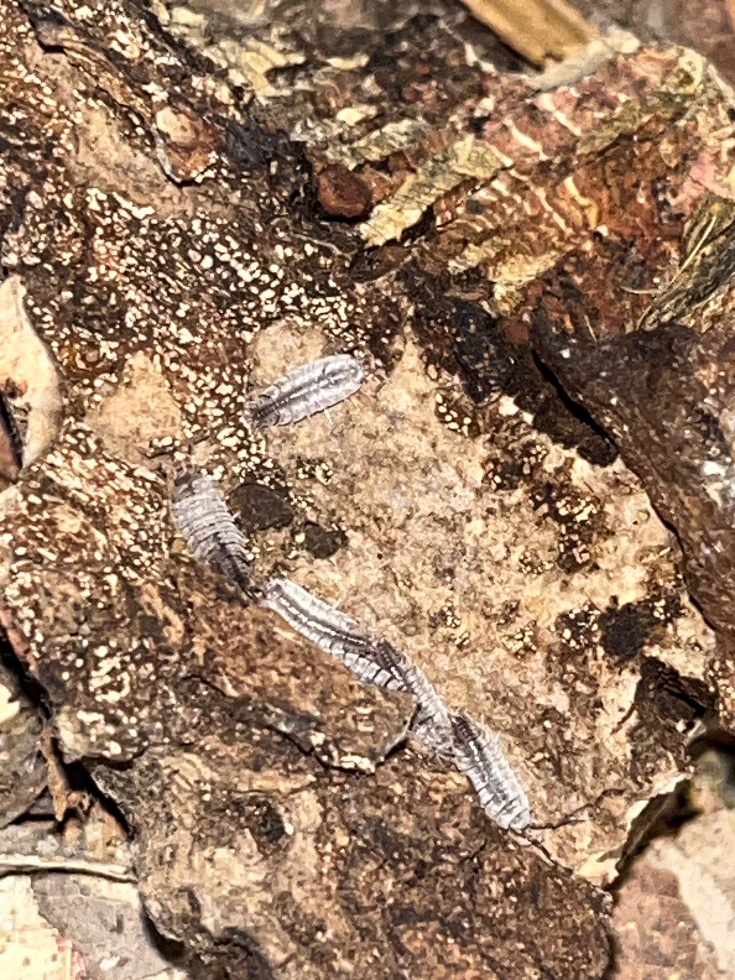 Porcellionides Sexfasciatus