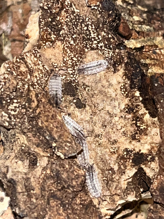 Porcellionides Sexfasciatus