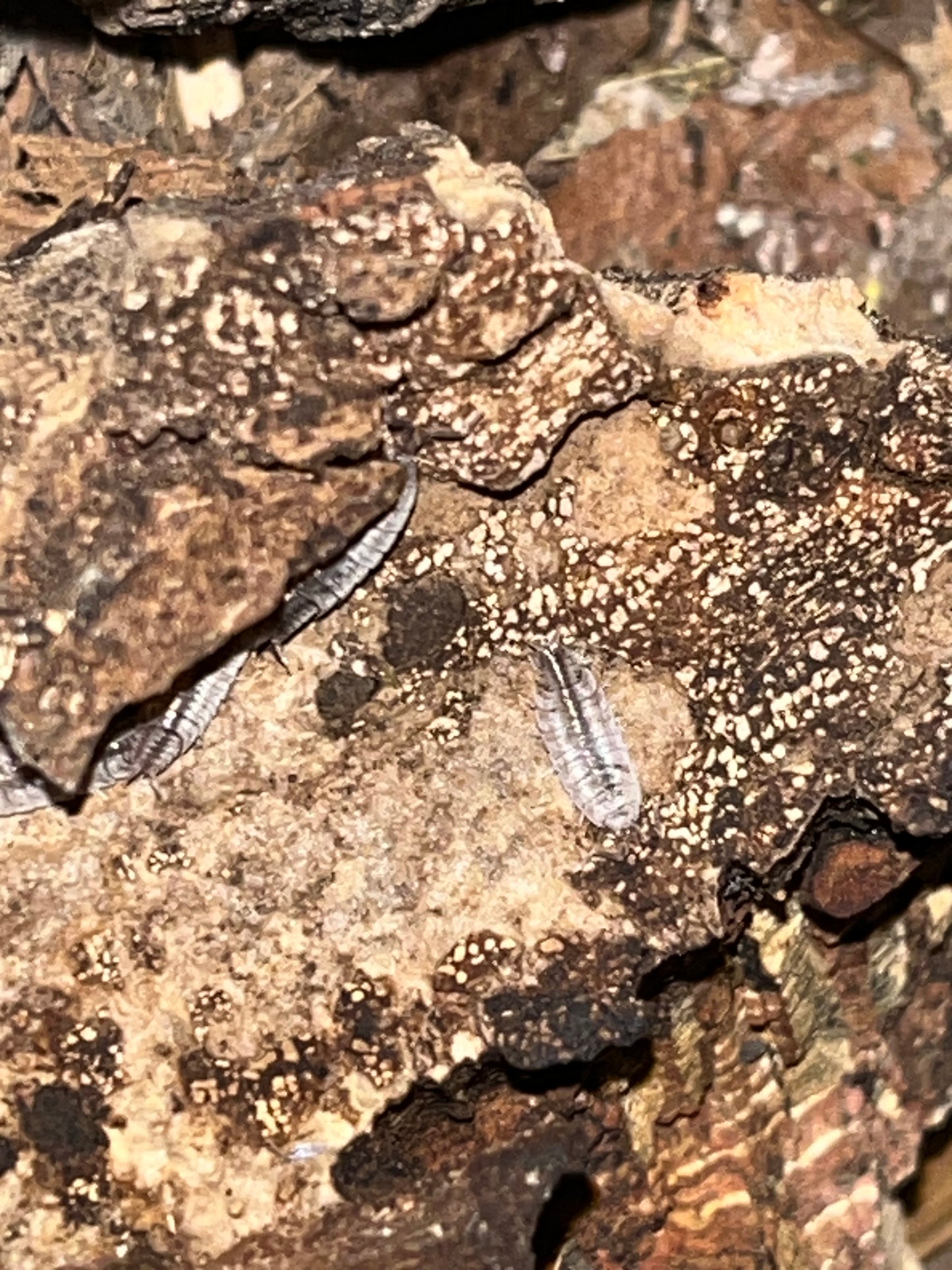 Porcellionides Sexfasciatus
