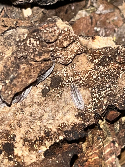 Porcellionides Sexfasciatus