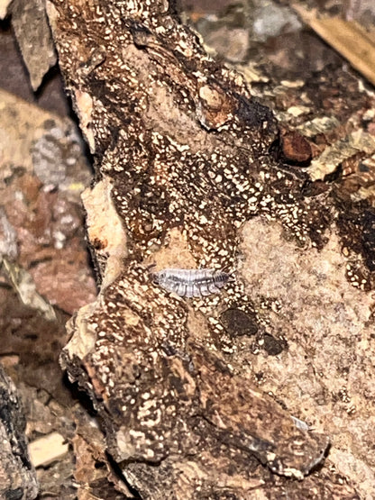 Porcellionides Sexfasciatus