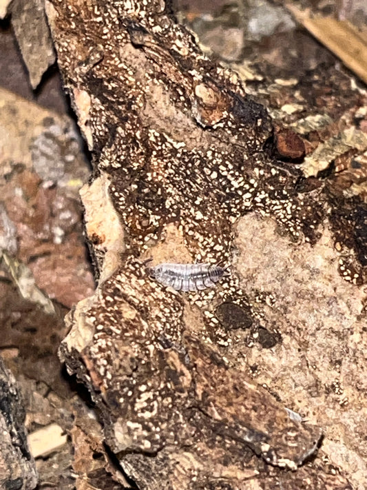 Porcellionides Sexfasciatus