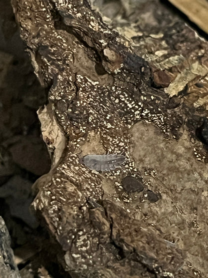 Porcellionides Sexfasciatus