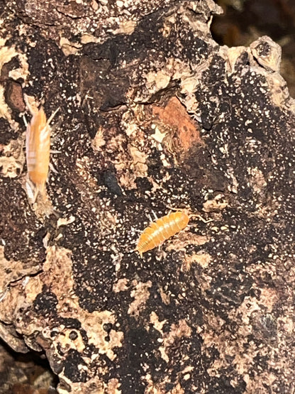 Porcellionides pruinosis "Powder Orange"