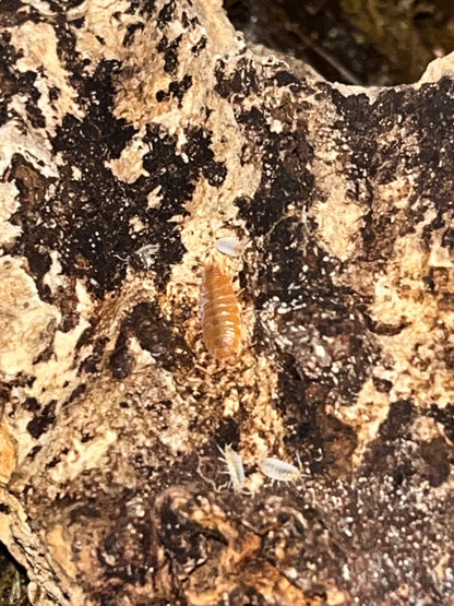 Porcellionides pruinosis "Powder Orange"