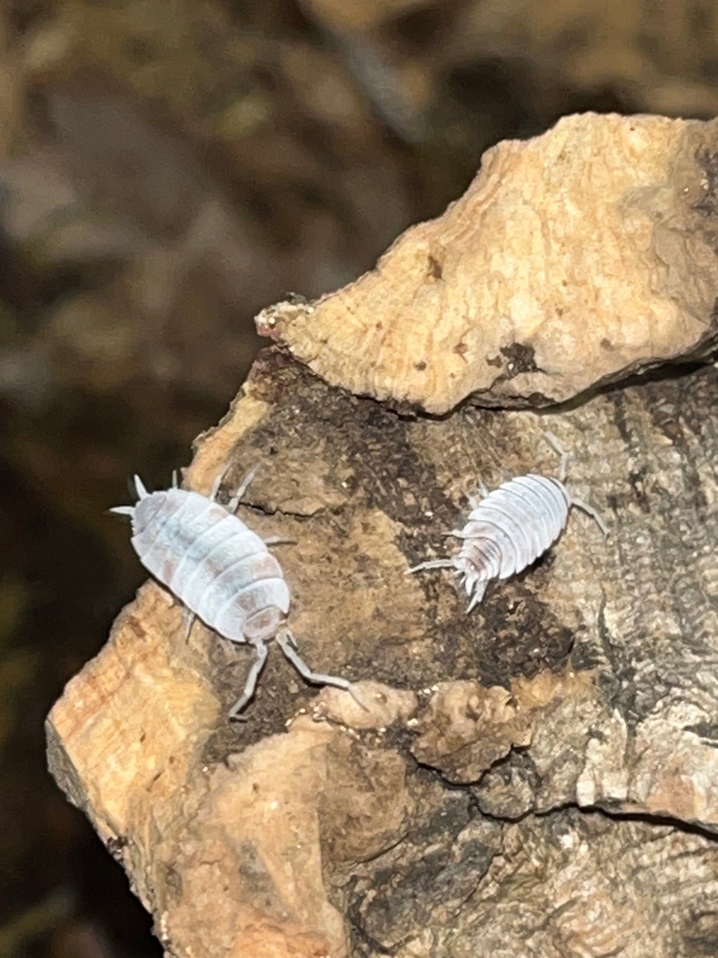 Porcellionides pruinosis "Orange Dalmation"