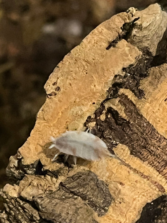Porcellionides pruinosis "Orange Dalmation"