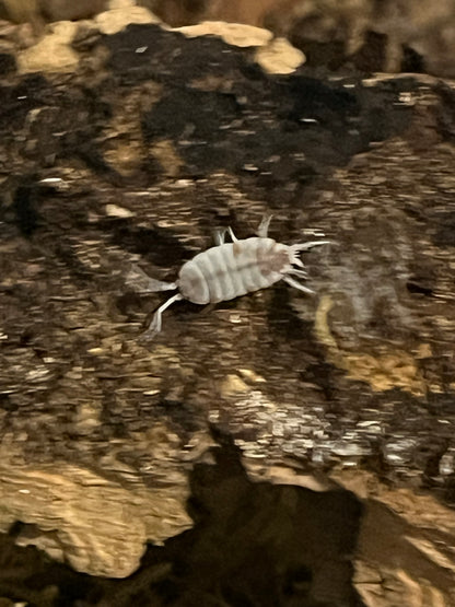 Porcellionides pruinosis "Orange Dalmation"