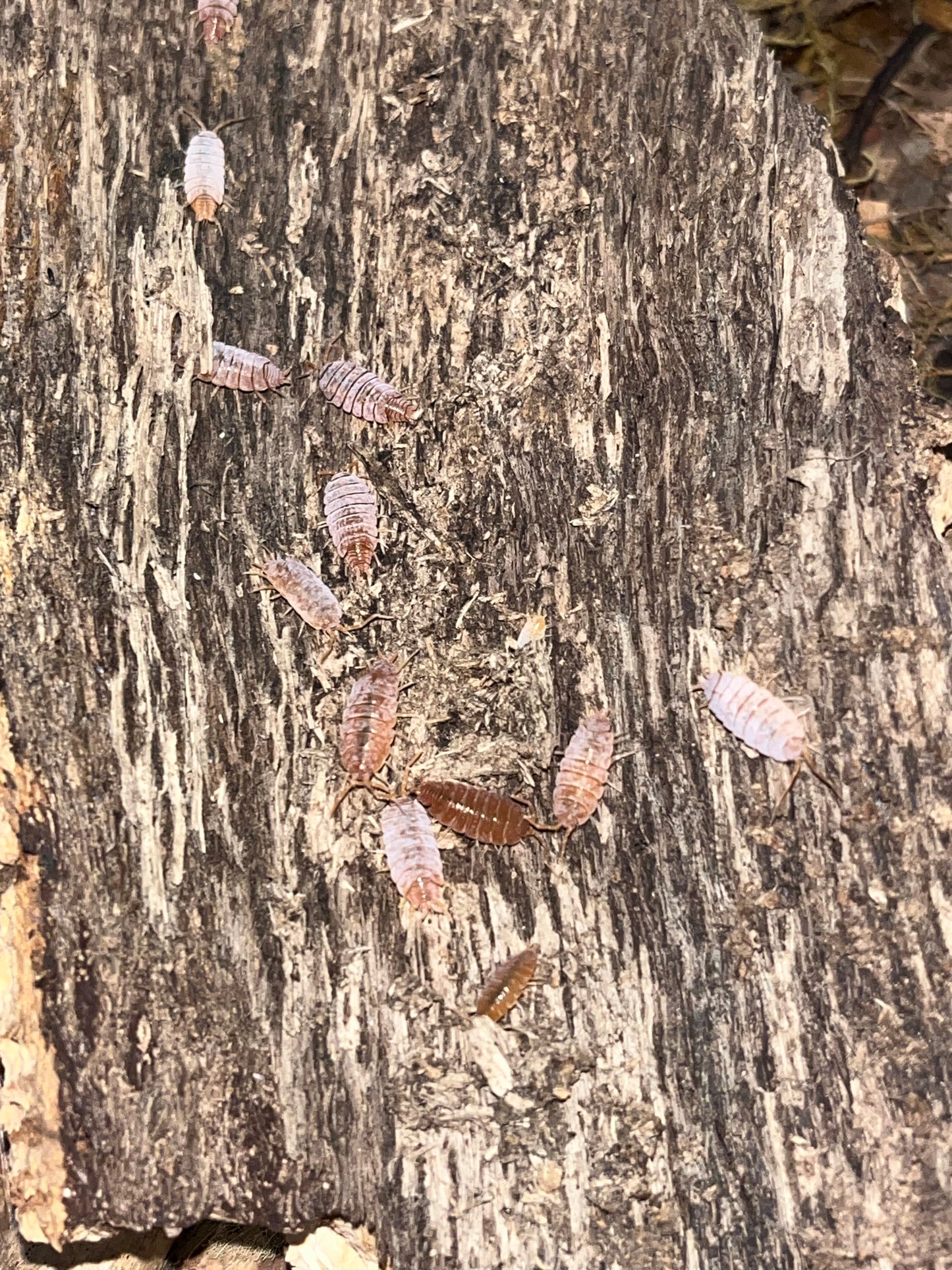 Porcellionides pruinosis "Havana"