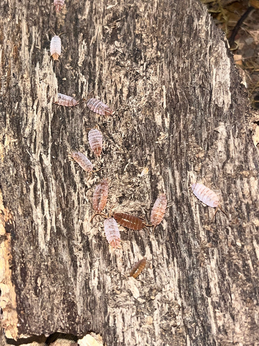 Porcellionides pruinosis "Havana"