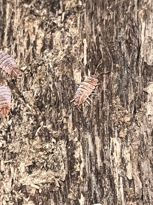 Porcellionides pruinosis "Havana"
