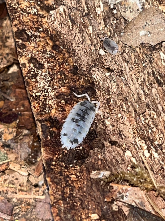 Porcellio scaber "Moo Cow"