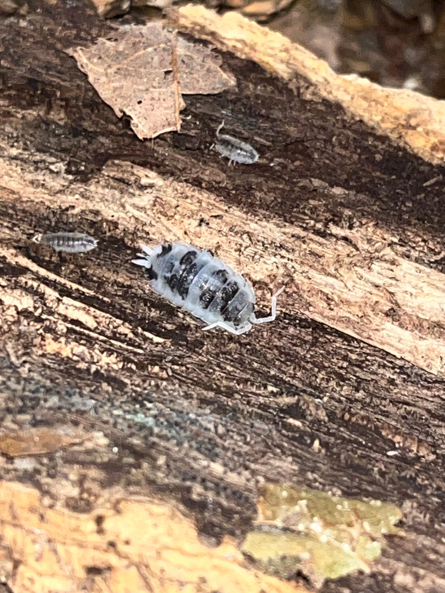 Porcellio scaber "Moo Cow"