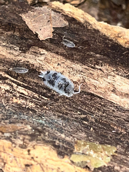 Porcellio scaber "Moo Cow"