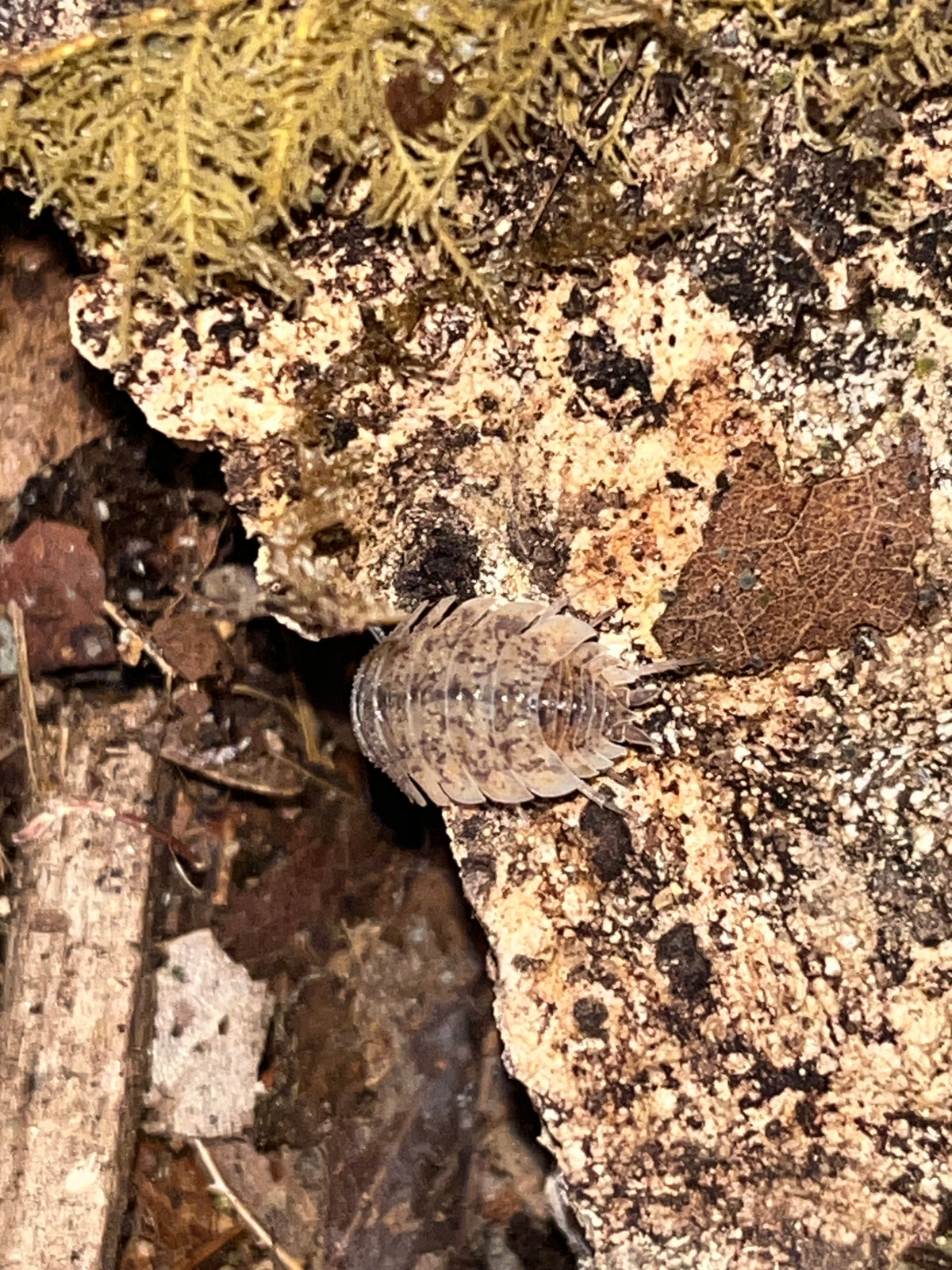 Porcellio scaber "Arenaria"